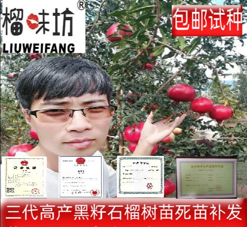 榴味坊®天荭慕乐玛丽斯软籽石榴