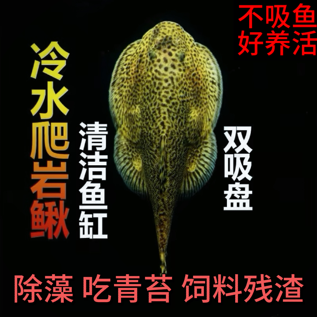 冷水清道夫爬岩鳅吃藻鱼吃青苔吃绿藻双吸盘琵琶鳅清理鱼缸工具鱼