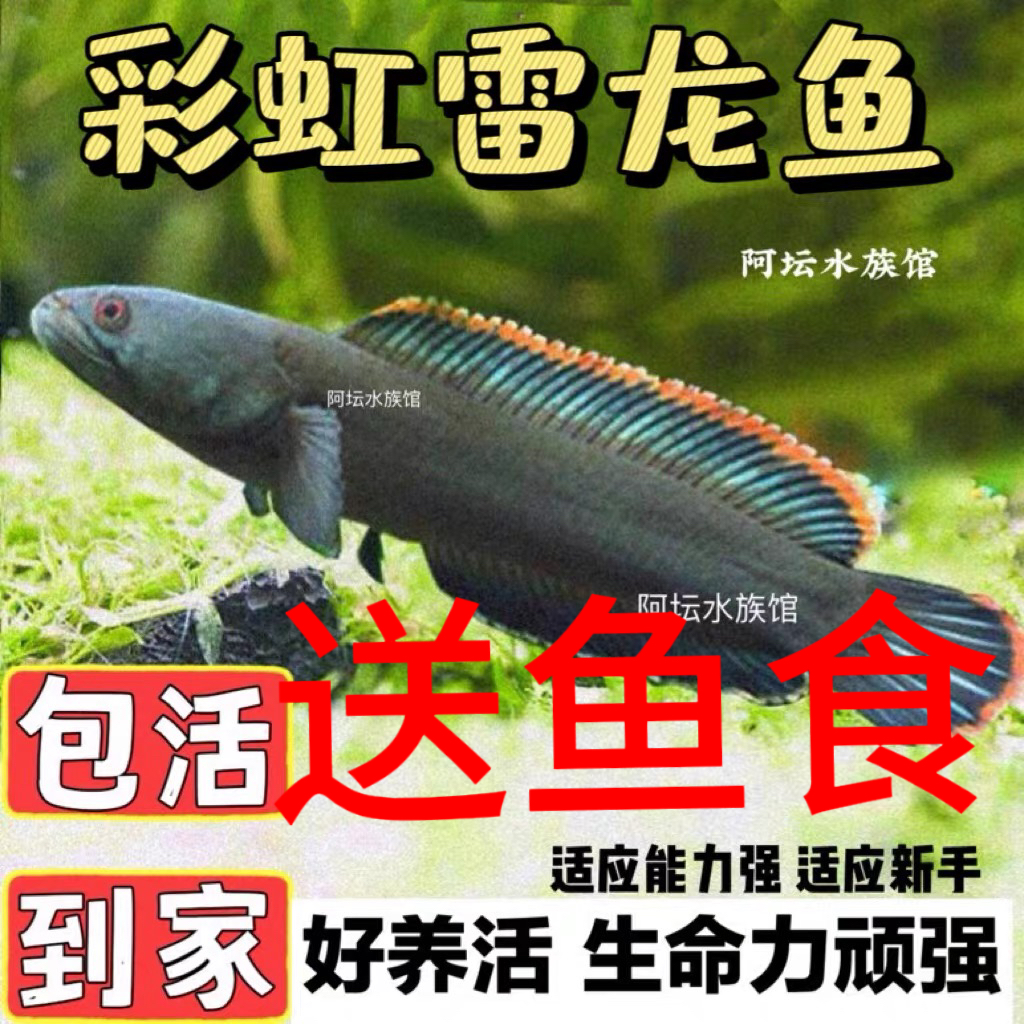彩虹雷龙鱼好养耐活淡水鱼大体型