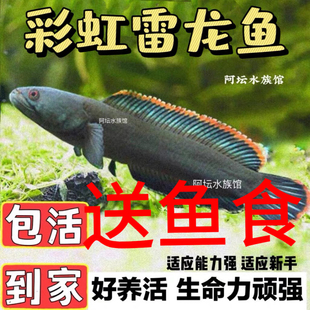 冷水观赏鱼雷龙鱼好养活凶猛淡水鱼大型凶猛鱼七彩雷龙彩虹雷龙鱼