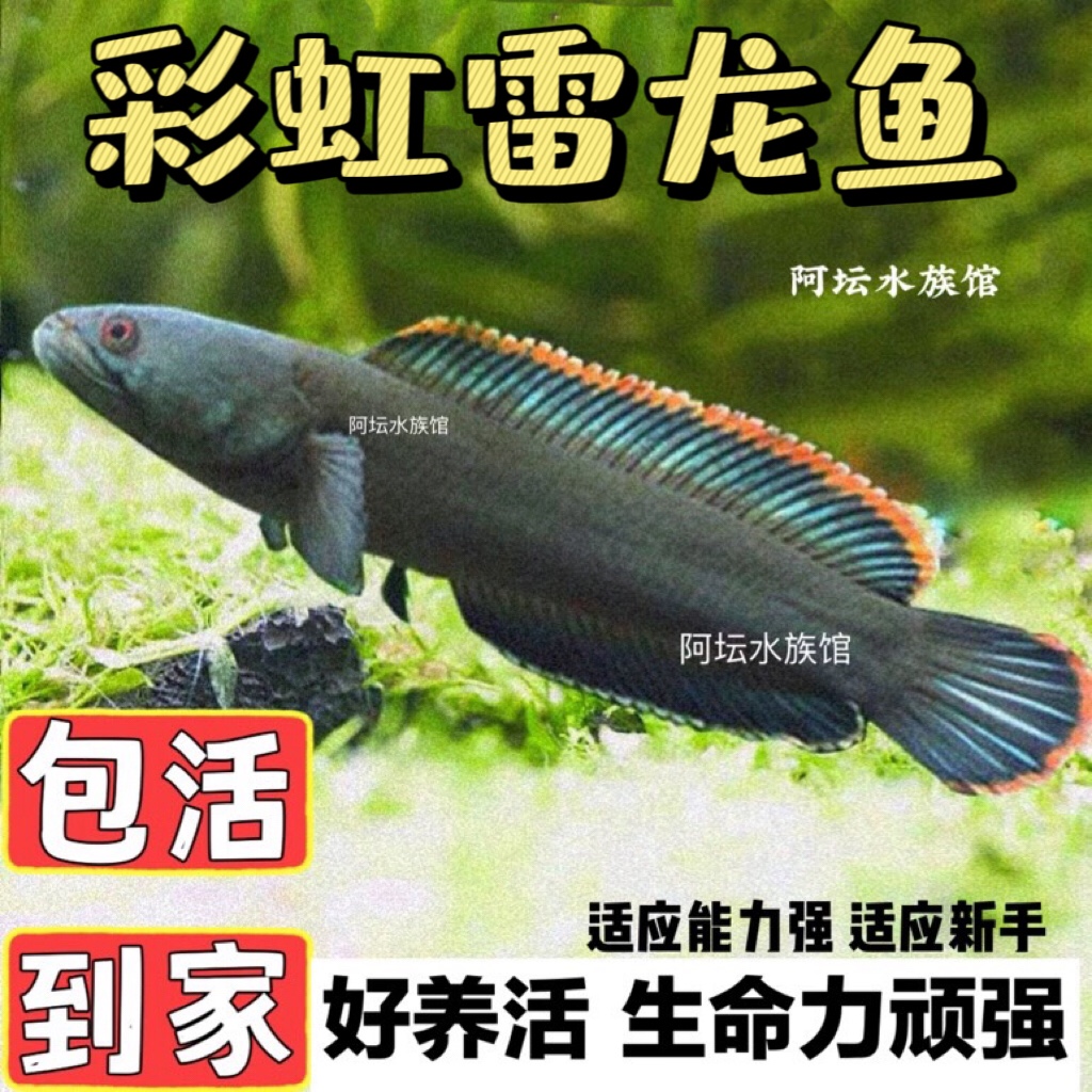 彩虹雷龙鱼好养耐活淡水鱼大体型