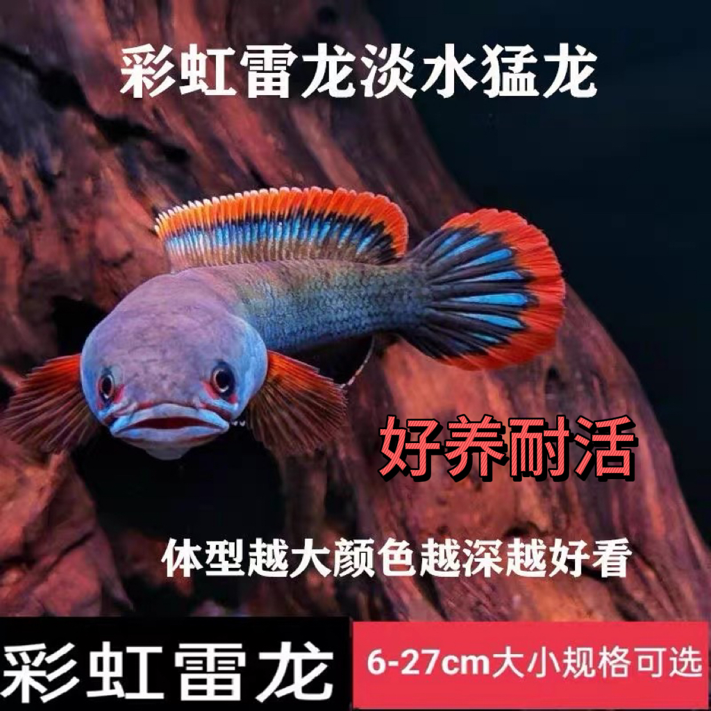 雷龙鱼好养耐活鱼冷水彩虹雷龙鱼