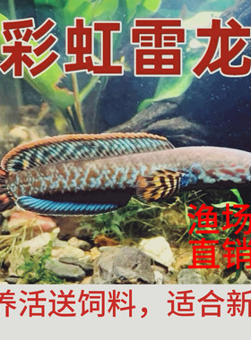 雷龙观赏鱼活体热带鱼淡水鱼