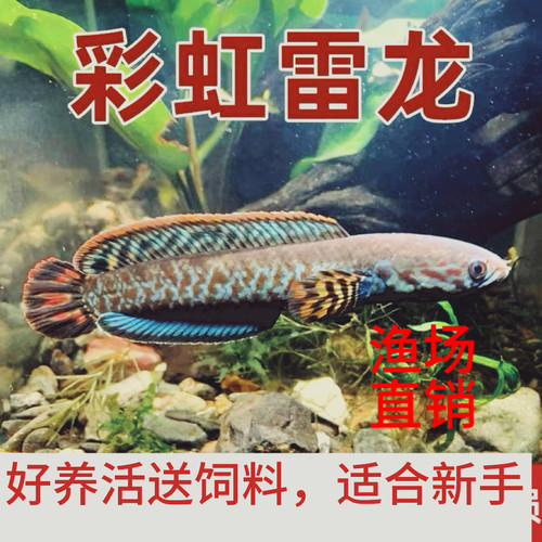 雷龙观赏鱼活体热带鱼淡水鱼