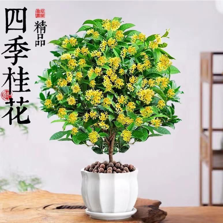 桂花树月月桂盆栽四季桂浓香型花卉四季开花室内庭院地栽好养绿植