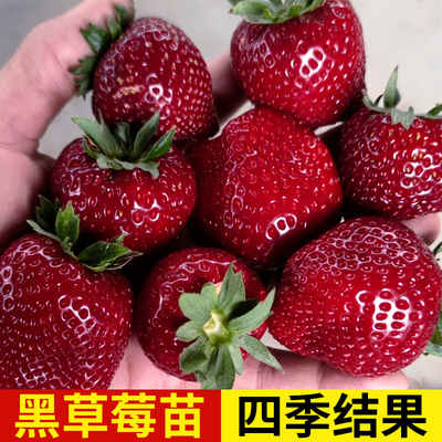 四季结果黑珍珠玄玉草莓奶油随珠真红草莓种苗带土阳台秧苗新苗秧