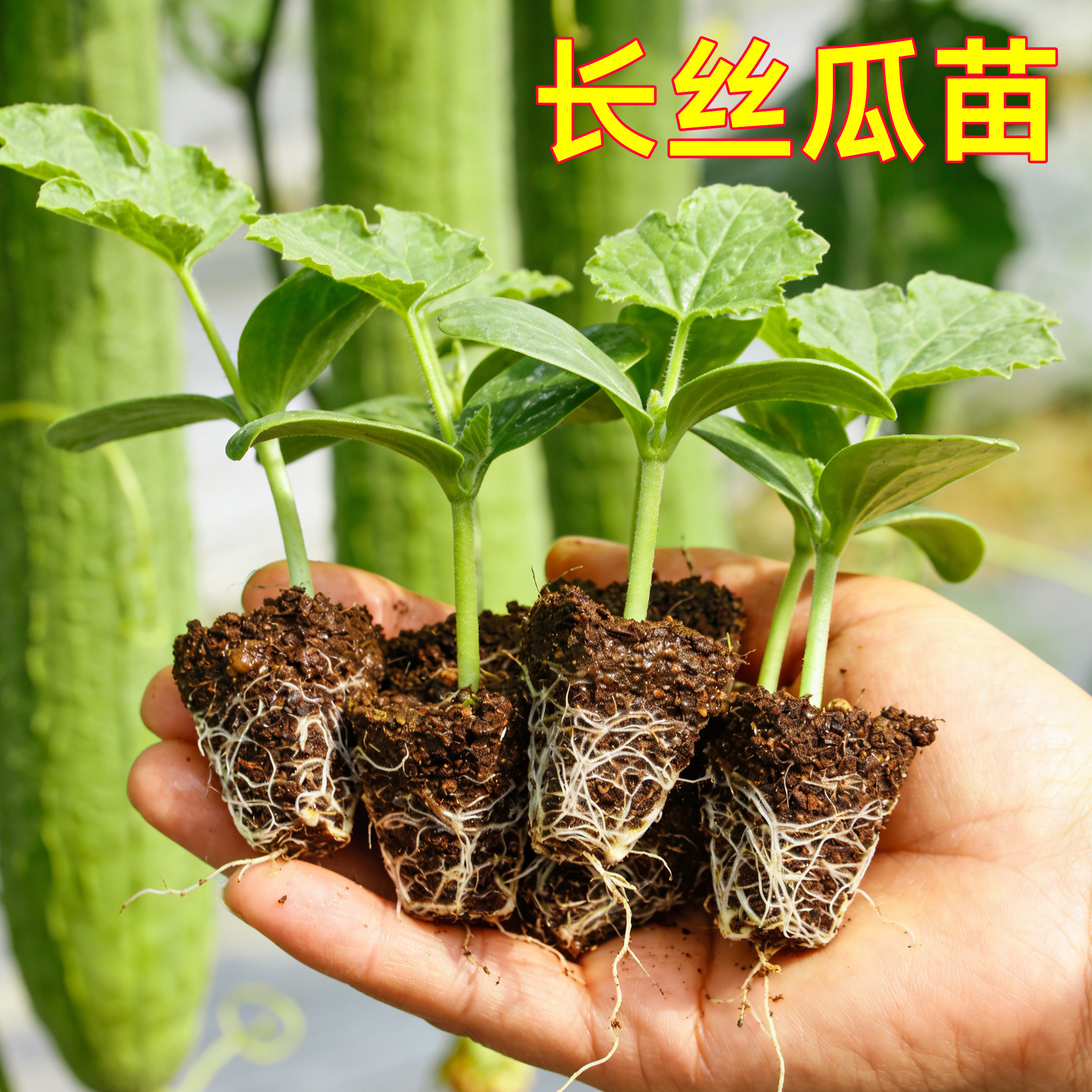 肉丝瓜种子苗特大瓜类种籽南方种四季巨型蔬菜秧菜孑秧苗新品种,鲜花速递/花卉仿真/绿植园艺,种苗/半成品盆栽,淘宝优惠券,粉丝福利购,淘宝优惠卷