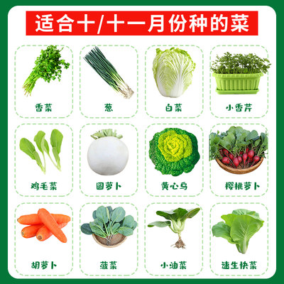 蔬菜萝卜种子四季韭菜籽