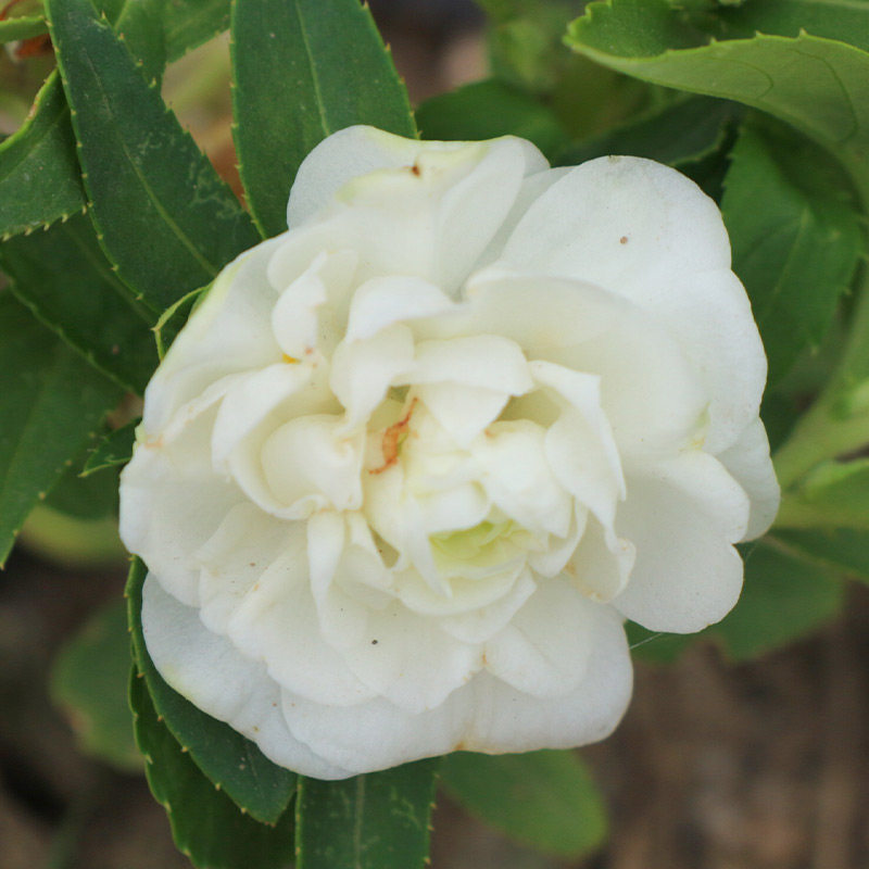 茶花凤仙花种子种籽子孑四季播种室内外盆栽庭院阳台花种子