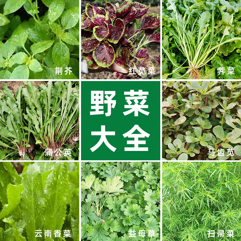 荠菜野菜籽种子蔬菜种孑大全蒲公英云南香菜苋菜荆芥马齿苋面条菜