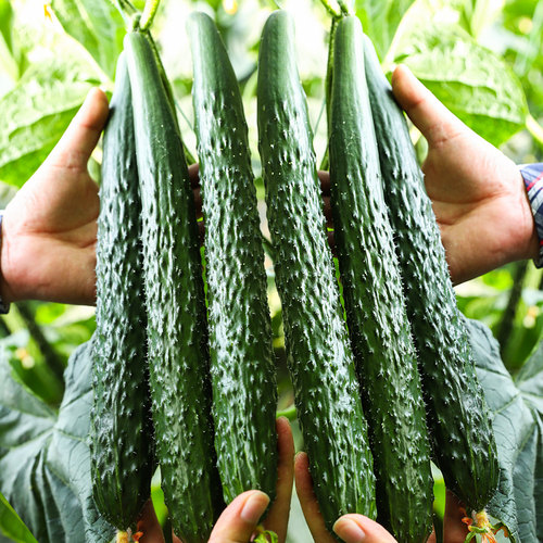 黄瓜种子中国农科院高产四季