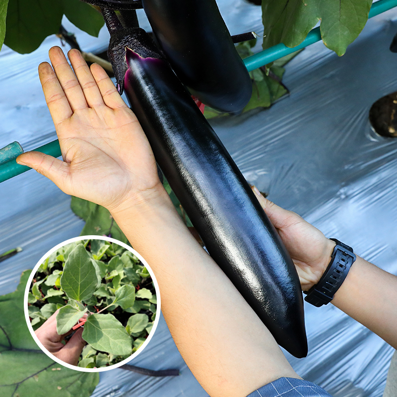 杭茄茄子种子蔬菜苗春