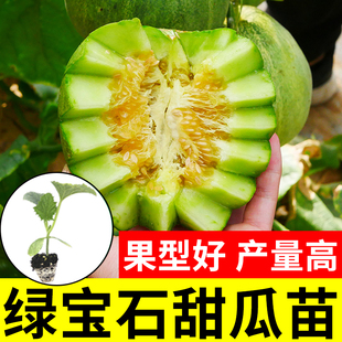 超甜冰糖子甜瓜种籽花蜜特甜香瓜种子高产春秋季 种孑阳台盆栽瓜苗