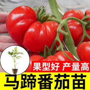 马蹄番茄苗水果老种籽苗秧瀑布大西红柿绿秧苗黑珍珠四季 阳台盆栽