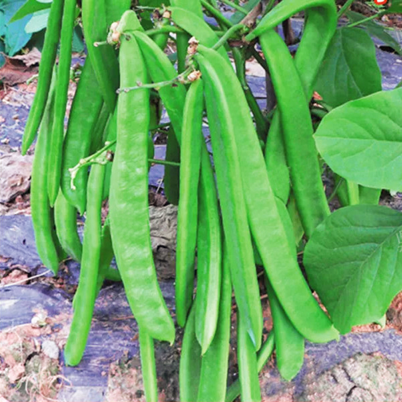 种子长豆角不搭架白刀豆农家四季