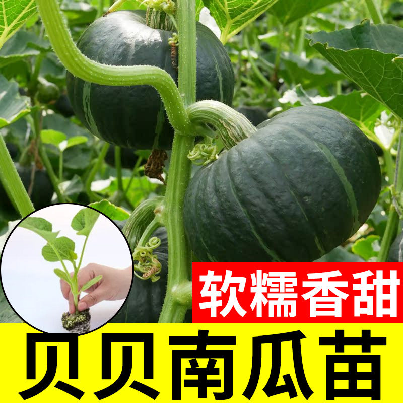 高产香甜绿贝贝小南瓜种子苗秧板栗蜜本秧苗蔬菜种籽子又甜又面的