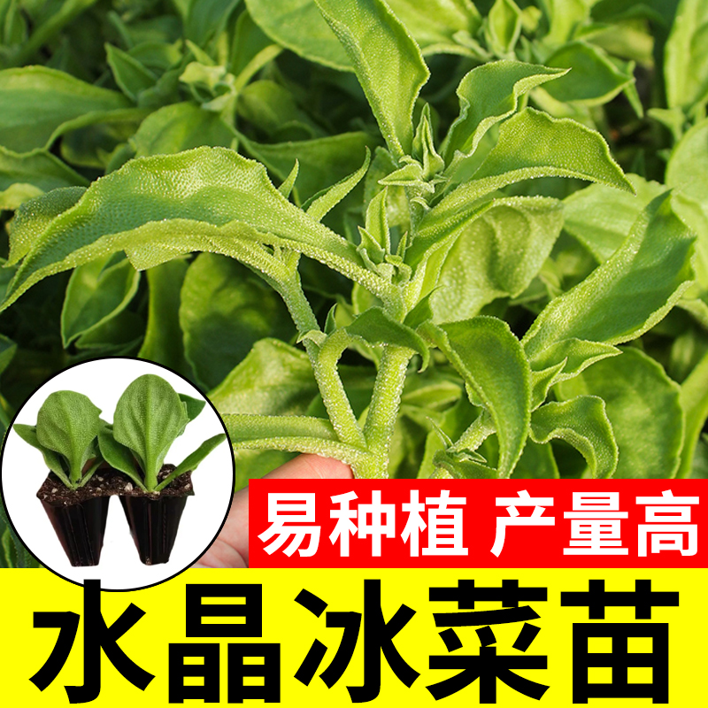 冰菜种子南方盆栽蔬菜种籽非洲水晶冰草苗秧四季菜种籽大全种子