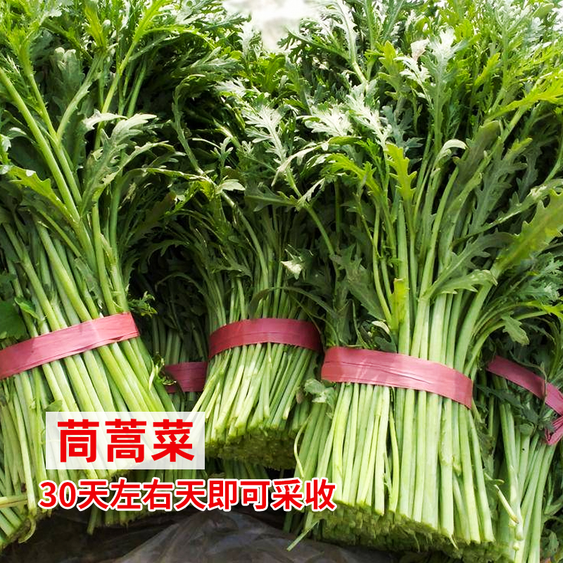 小叶茼蒿种子耐寒喜冷凉