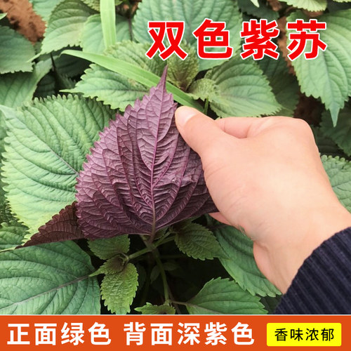 蔬菜盆栽四季可食用苏子叶