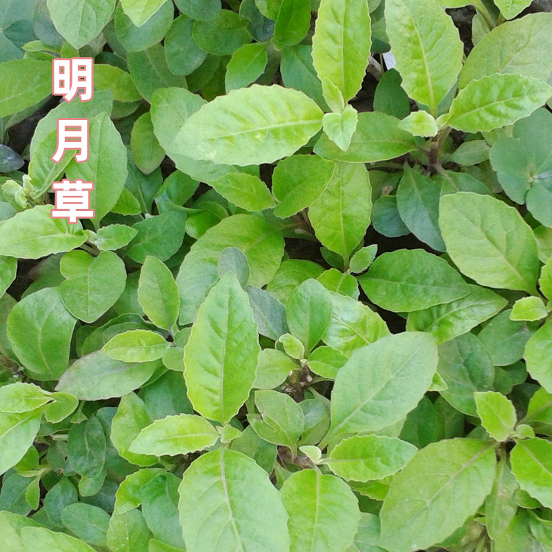 明月草苗盆栽白背菜降糖草神仙草蔬菜种植食用白子菜植物金鸡毛草