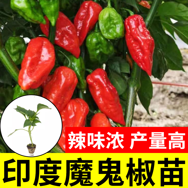 印度魔鬼辣椒种子秧苗秋季