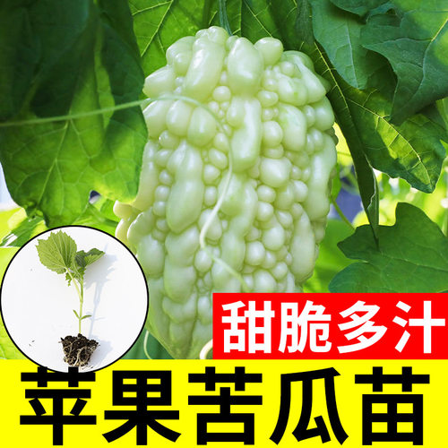 盆栽苹果苦瓜苗秧大全