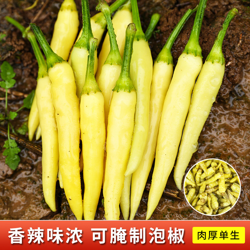 四季小米辣椒种籽野山椒种子朝天辣椒超辣蔬菜泡椒孑苗秧盆栽籽种