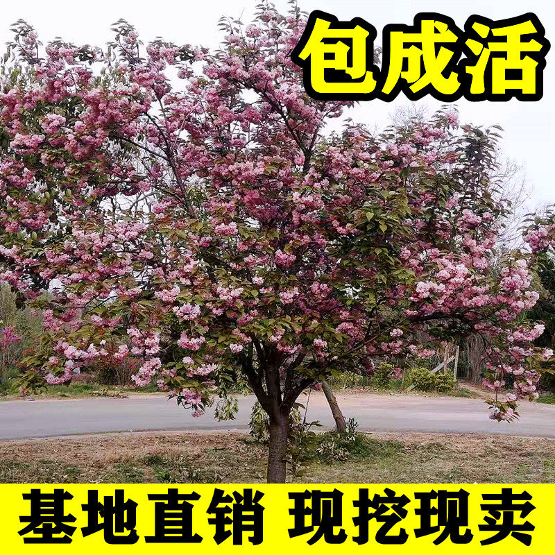 樱花树苗测试推荐基地直销包成活