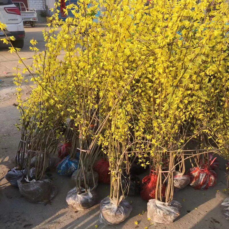 连翘工程小苗黄老虎丛生连翘球扦
