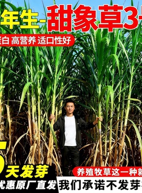 甜象草3号种节无毛甜高产耐寒皇竹草四季常青猪鸭牛羊多年生牧草