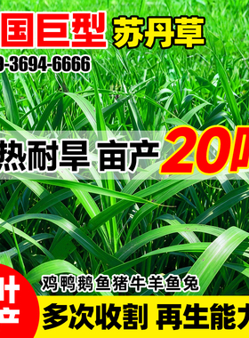 苏丹草种籽畜牧养殖草种籽多年生牧草叶大多汁高产高蛋白鱼草种子