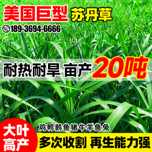 苏丹草种籽畜牧养殖草种籽多年生牧草叶大多汁高产高蛋白鱼草种子