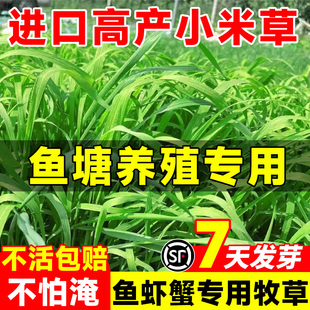 小米草种子四季高产牧草种籽畜牧养殖鱼虾蟹耐涝耐淹鱼塘水草草籽