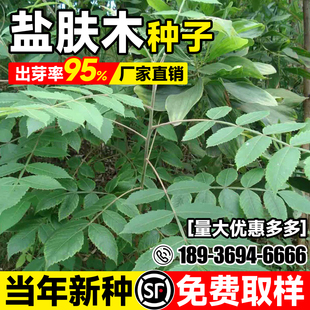 盐肤木种子多年生护坡固土灌木草籽生态复绿边坡复绿蜜源观赏种籽
