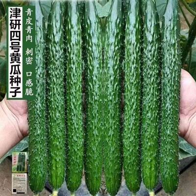 津研四号黄瓜种子 绿心绿肉高产四季阳台盆栽蔬菜种籽早春蔬莱孑