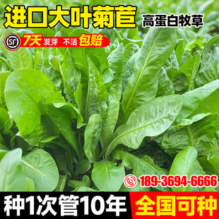 菊苣种籽大叶多年生喂猪菜种子牛羊鱼鸡鸭鹅爱吃的牧草种子兔子草