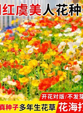 冰岛虞美人花籽格桑花七彩花种籽子多年四季播种开花太阳花卉种子