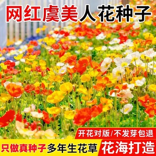 冰岛虞美人花籽格桑花七彩花种籽子多年四季播种开花太阳花卉种子