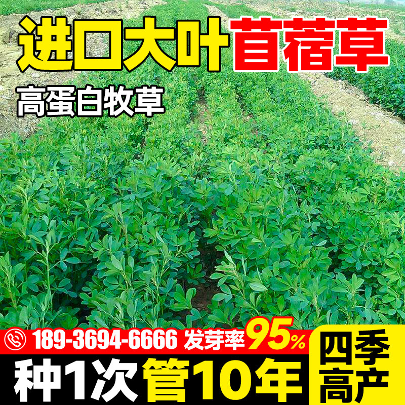 紫花苜蓿草籽种多年生牧草种子四季可播喂羊牛鸡鸭鹅草鱼饲料草籽