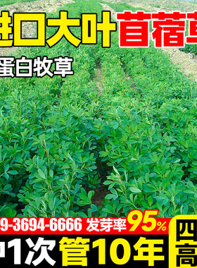 紫花苜蓿草籽种多年生牧草种子四季可播喂羊牛鸡鸭鹅草鱼饲料草籽