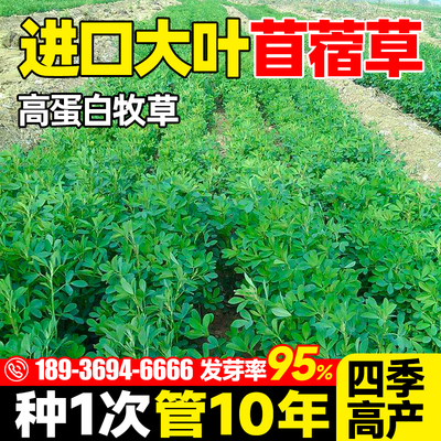 紫花苜蓿草籽种多年生牧草种子四季可播喂羊牛鸡鸭鹅草鱼饲料草籽