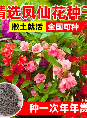 重瓣凤仙花种子子阳台庭院四季播种开花籽室外花卉大全指甲花种籽
