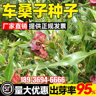 车桑子种籽护坡灌木种子抗沙固土边坡覆绿护坡固土耐贫瘠绿化灌木