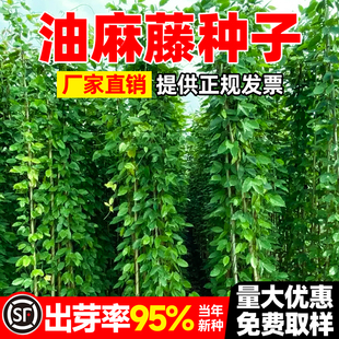 油麻藤种子护坡固土草籽城市绿化边坡复绿生态修复多年生爬藤植物