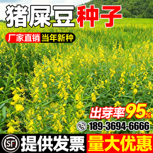 猪屎豆种子多年生护坡固土灌木草籽生态修复工程绿化种籽耐盐碱草