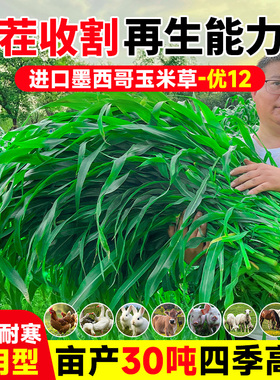 进口墨西哥玉米草种籽优12鱼草种籽四季猪牛羊鱼兔养殖高产牧草种