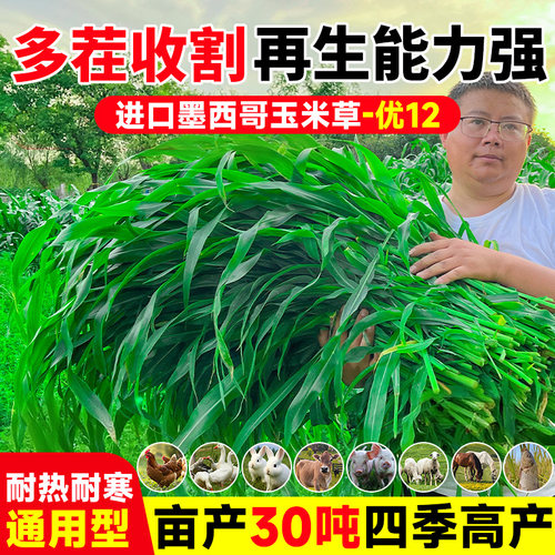 进口墨西哥玉米草种籽优12鱼草种籽四季猪牛羊鱼兔养殖高产牧草种