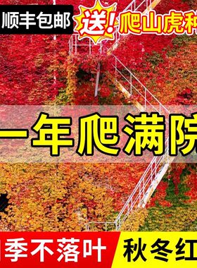 爬山虎爬藤植物开花种子树苗爬墙虎绿植攀爬藤蔓类常青不落叶四季