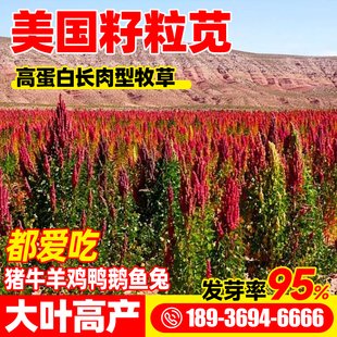 籽粒苋种子美国牧草黑千穗谷四季播喂鸡鸭鹅猪牛羊家禽苋菜籽草籽