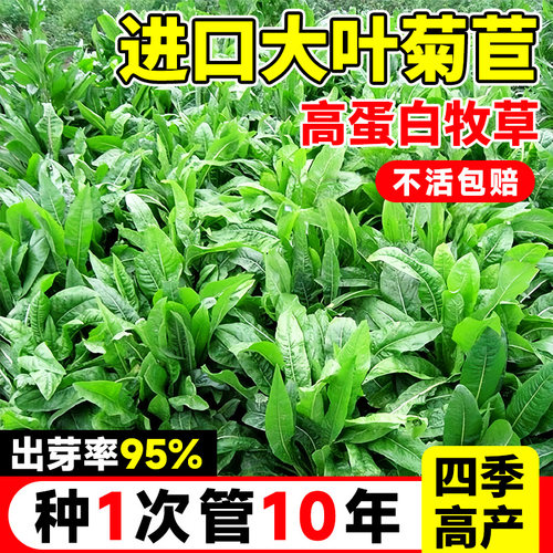 菊苣草种籽大叶多年生兔子草种猪种籽牛鱼鸡鸭鹅养殖四季牧草种子